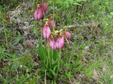 Pink Ladys-slipper