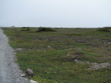 Limestone Barrens