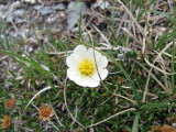 Tufted Saxifrage