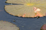 Hong Kong 香港 - Kowloon Fortress Park - 大水黽 Aquarlus elongatus