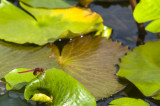 Hong Kong 香港 - Kowloon Fortress Park - 紫紅蜻蜓 Trithemis aurora