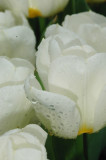 Hong Kong 香港 - 維多利亞公園 Victoria Park - 2008 Flower Fest