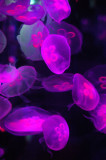 Hong Kong 香港 - 海洋公園 Ocean Park - Jellyfish