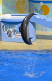 Hong Kong 香港 - 海洋公園 Ocean Park - Dolphin 海豚