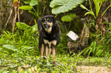 Hong Kong 香港 - 鳳園 Fung Yuen