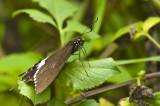 Hong Kong 香港 - 鳳園 Fung Yuen - 玉斑鳳蝶 Papilio helenus helenus