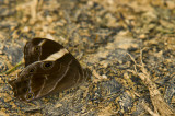 Hong Kong 香港 - 鳳園 Fung Yuen - 白帶黛眼蝶 Lethe confusa confusa