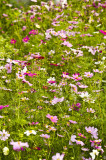 Hong Kong 香港 - 維園花展 Victoria Park Flower Fest