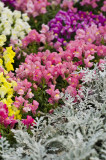 Hong Kong 香港 - 維園花展 Victoria Park Flower Fest