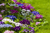 Hong Kong 香港 - 維園花展 Victoria Park Flower Fest