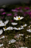 Hong Kong 香港 - 維園花展 Victoria Park Flower Fest