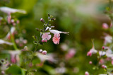 Hong Kong 香港 - 維園花展 Victoria Park Flower Fest