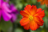 Hong Kong 香港 - 維園花展 Victoria Park Flower Fest