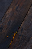 Bali 峇里 - 烏魯瓦圖 Uluwatu - Guepiniopsis oresbia fungus