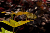 Jinhua 金華 - 雙龍洞國家公園 Shuanglong Caves National Park - 細蝶 Acraea issoria formosana