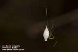 Hong Kong 香港 - 鶴藪 Hok Tau - strange arachnid