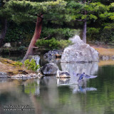 Kyoto 京都 - Kinkakuji 金閣寺