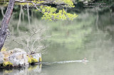 Kyoto 京都 - Kinkakuji 金閣寺