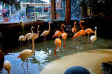 Flamingo Bay