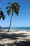 Palm Tree on Beach