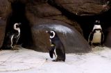 Hilton Penguins