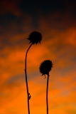 Dead Flowers