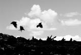 Flock of Crows