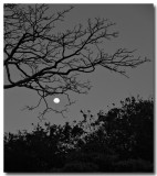 moon and tree...