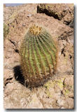 Barrell Cactus