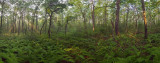 July : Fern Dell, Trail of Tears Cape Cod