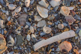 Chatham seashells_M7K2237.jpg