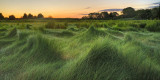 August : Salt Marsh Grass Waves