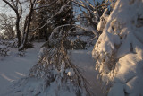 _MG_9907.jpg
