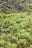 Scrub Pine Provincetown