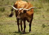 Texas longhorn