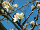 fleur de pommier/flower of apple tree 