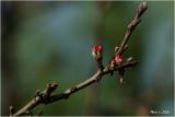 fleur de pomme /apple flower