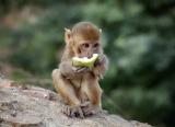 Monkey with fruit, Galta temple, near Jaipur.