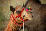 Camel, Pushkar.