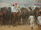 Herding camels at the Camel fair, Pushkar.