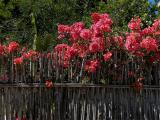 Bamboo fence, flowers, Oaxaca.