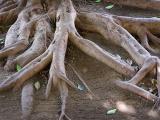 Tree roots, Oaxaca.