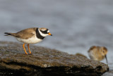 Ringed Plover (Charadrius hiaticula)