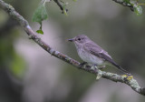 Spotted Flycatcher