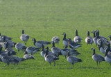 Red-necked Goose (Branta ruficollis)