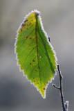 Frost-fringed Wych Elm leaf