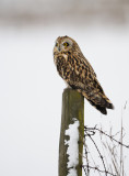 Short-eared Owl - Jorduggla