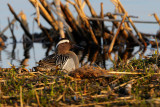 Garganey - rta