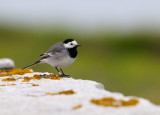 Pied Wagtail - Sdesrla