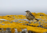 Rock Pipit - Skrpiplrka